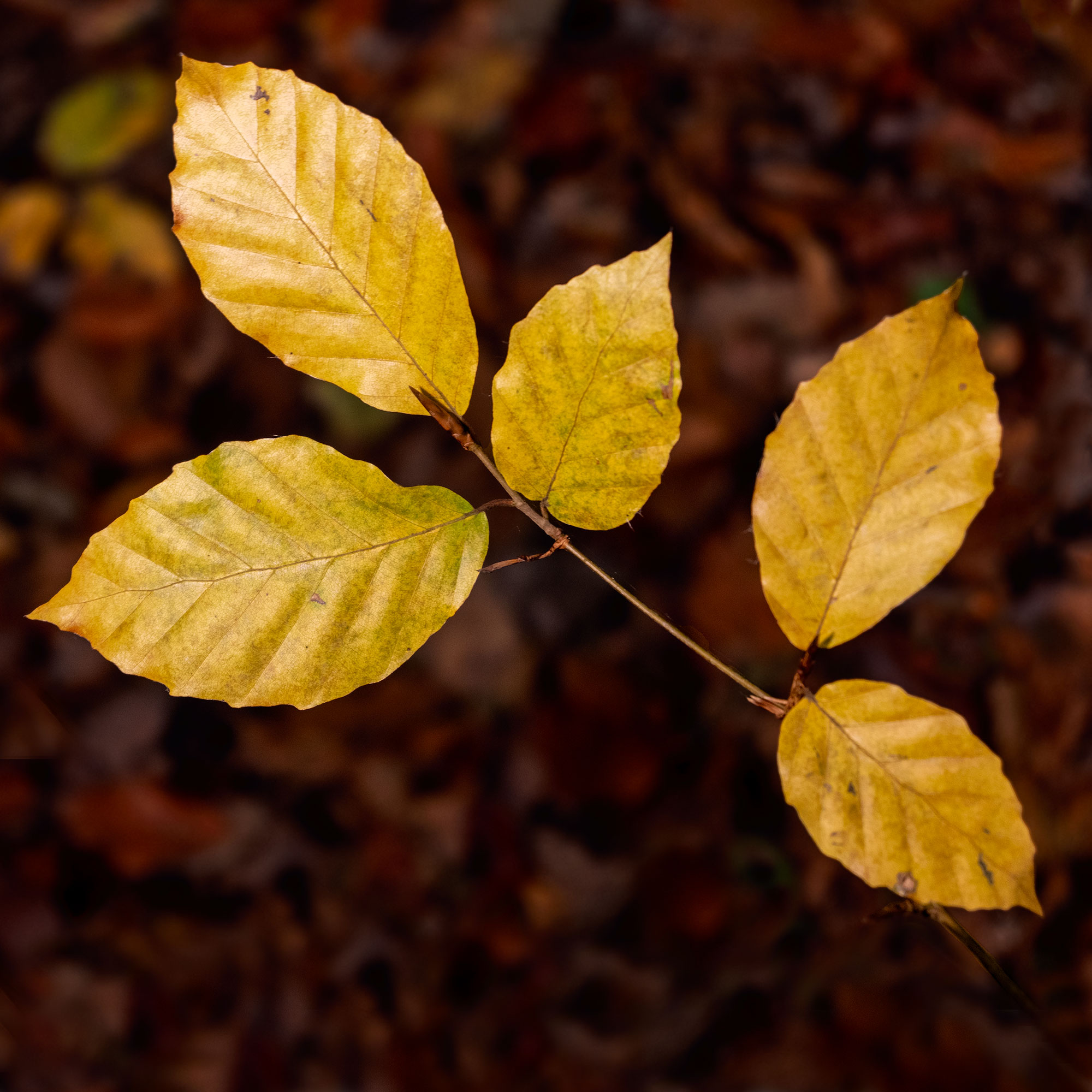 Beech Leaf